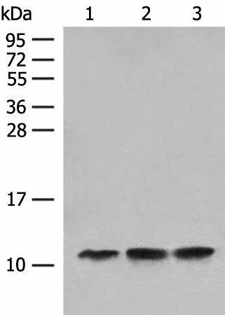 ATP5L Polyclonal Antibody – Figure 1 of 2
