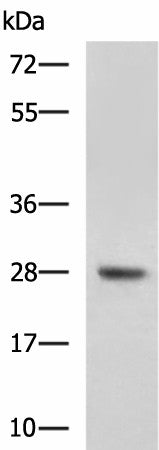 DHRS2 Polyclonal Antibody – Figure 1 of 3