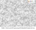 FOLH1 and GFP Expressing U87-MG/ΔEGFR Stable Cell Line | Applied Biological Materials (abm)