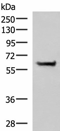 PPP2R1A Polyclonal Antibody – Figure 1 of 2