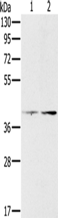 PDGFRL Polyclonal Antibody – Figure 1 of 2