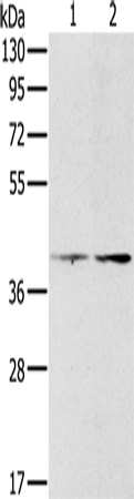 PDGFRL Polyclonal Antibody – Figure 1 of 2