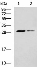 POMC Polyclonal Antibody – Figure 1 of 4