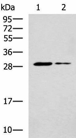 POMC Polyclonal Antibody – Figure 1 of 4