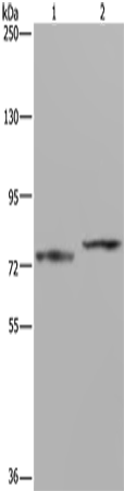 AATF Polyclonal Antibody – Figure 1 of 2