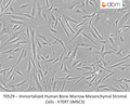 Immortalized Human Bone Marrow Mesenchymal Stromal Cells - hTERT (iMSC3) | Applied Biological Materials (abm)