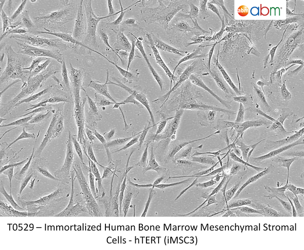 Immortalized Human Bone Marrow Mesenchymal Stromal Cells - hTERT (iMSC3) | Applied Biological Materials (abm)