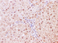 NEDD8 Polyclonal Antibody – Figure 1 of 3