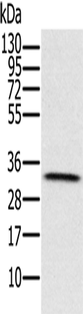 HSD17B8 Polyclonal Antibody – Figure 1 of 5