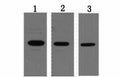 T7-Tag Monoclonal Antibody – Figure 1 of 2