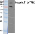 Phospho-ITGB1 (Thr788) Polyclonal Antibody – Figure 1 of 2