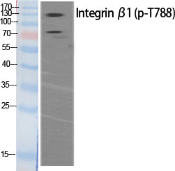 Phospho-ITGB1 (Thr788) Polyclonal Antibody – Figure 1 of 2