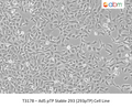 Ad5 pTP Stable 293 (293pTP) Cell Line | Applied Biological Materials (abm)