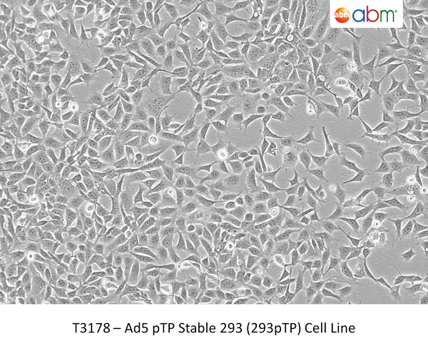 Ad5 pTP Stable 293 (293pTP) Cell Line | Applied Biological Materials (abm)