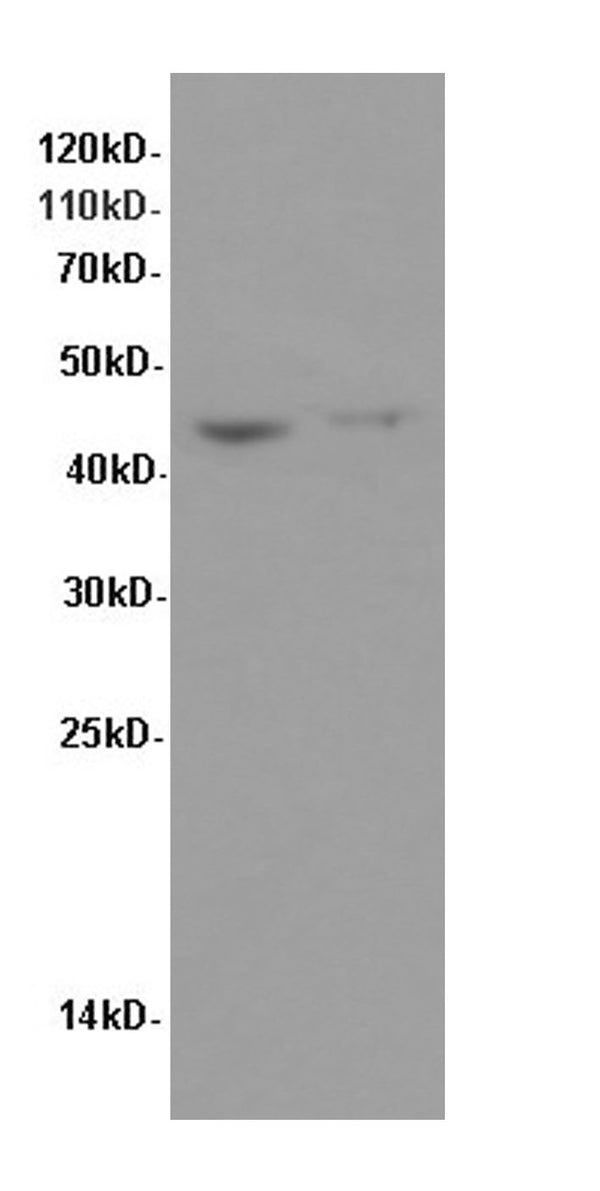 FAS Polyclonal Antibody – Figure 1 of 3