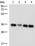 GRHPR Polyclonal Antibody – Figure 1 of 3