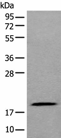 ZNHIT1 Polyclonal Antibody – Figure 1 of 4