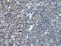 UGT8 Polyclonal Antibody – Figure 1 of 2