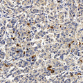 CASP3 Polyclonal Antibody – Figure 1 of 4