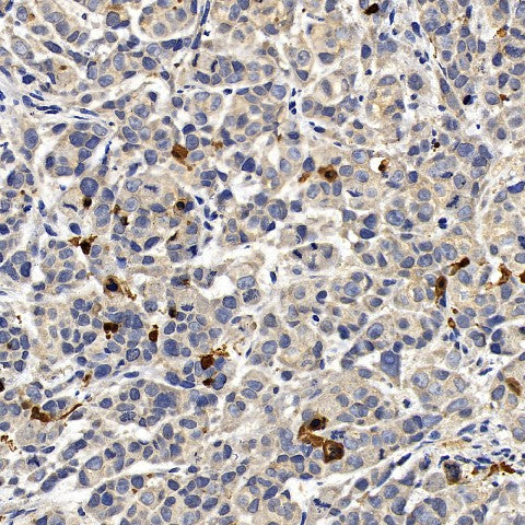 CASP3 Polyclonal Antibody – Figure 1 of 4