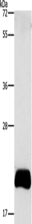 APOBEC3C Polyclonal Antibody – Figure 1 of 2