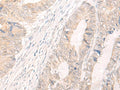 IL33 Polyclonal Antibody – Figure 1 of 3