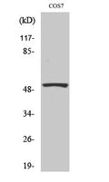 P53 Polyclonal Antibody – Figure 1 of 2