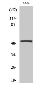 P53 Polyclonal Antibody – Figure 1 of 2