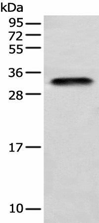 LYPD4 Polyclonal Antibody – Figure 1 of 3