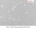USP19 Overexpressing DU145 Cell Line | Applied Biological Materials (abm)