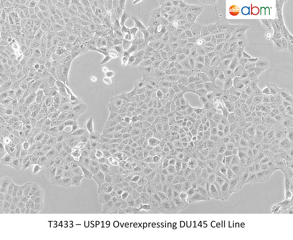 USP19 Overexpressing DU145 Cell Line | Applied Biological Materials (abm)