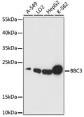 BBC3 Polyclonal Antibody – Figure 1 of 3