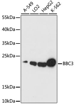 BBC3 Polyclonal Antibody – Figure 1 of 3
