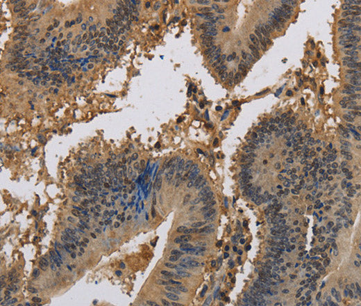 KCNA7 Polyclonal Antibody – Figure 1 of 3