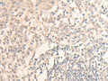 MLLT6 Polyclonal Antibody – Figure 1 of 2