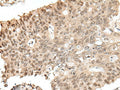 ZNF410 Polyclonal Antibody – Figure 1 of 3