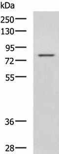 DHX58 Polyclonal Antibody – Figure 1 of 3