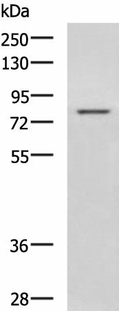 DHX58 Polyclonal Antibody – Figure 1 of 3