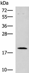 DNPH1 Polyclonal Antibody – Figure 1 of 4