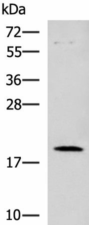 DNPH1 Polyclonal Antibody – Figure 1 of 4