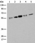ZPR1 Polyclonal Antibody – Figure 1 of 4