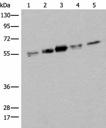 ZPR1 Polyclonal Antibody – Figure 1 of 4