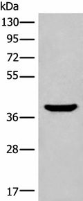 ADORA3 Polyclonal Antibody – Figure 1 of 3