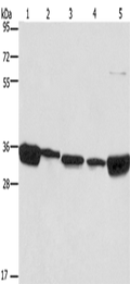 ELAVL1 Polyclonal Antibody – Figure 1 of 4