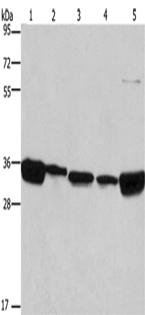 ELAVL1 Polyclonal Antibody – Figure 1 of 4