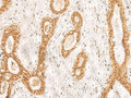 RPS27A Polyclonal Antibody – Figure 1 of 3