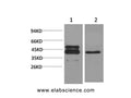 CREB1 Monoclonal Antibody – Figure 1 of 2