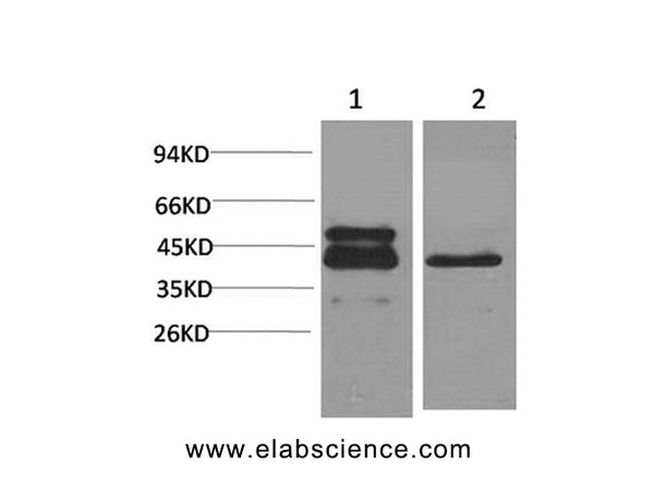 CREB1 Monoclonal Antibody – Figure 1 of 2