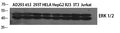 ERK 1/2 Polyclonal Antibody – Figure 1 of 2