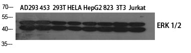 ERK 1/2 Polyclonal Antibody – Figure 1 of 2